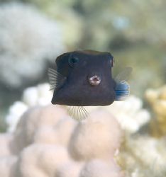 Black box fish. S2pro, 105mm. by Derek Haslam 